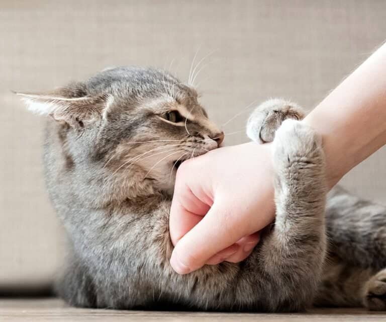 자기 집 고양이에 물린 세살배기, 광견병으로 숨져