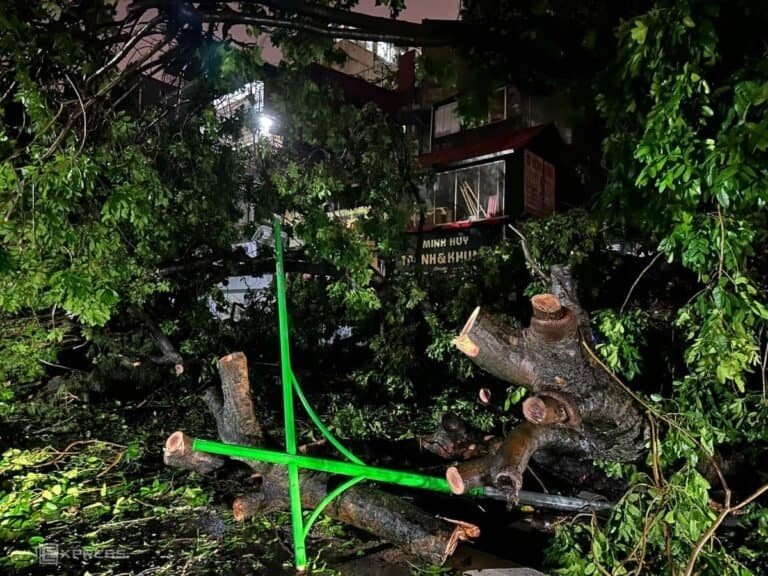 2800그루의 나무가 뒤집어져…수백 년 된 가로수 뿌리째 뽑혀