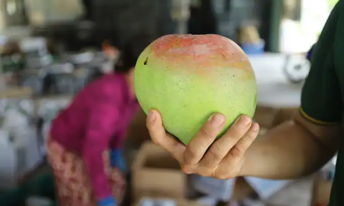 베트남의 EU 과일·견과류 수출 급증…4개월새 최대 200% 증가