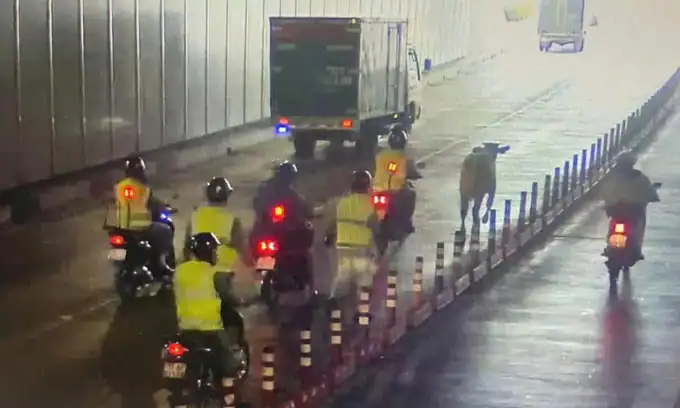 “어? 소가 왜 여기에?”…100kg 소, 사이공강 터널 질주로 교통 대란