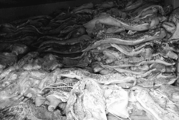 베트남서 ASF 감염돼지→냉동육 둔갑 유통 ‘양심불량’ 도축업자 적발