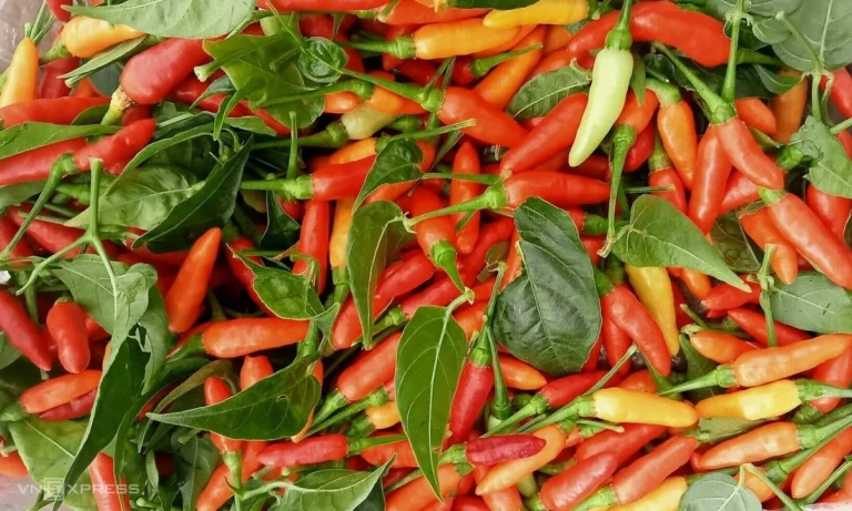 고추 가격 쇠고기 수준…kg당 25만동까지 폭등