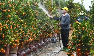 베트남, 새해 4일 연휴 제안