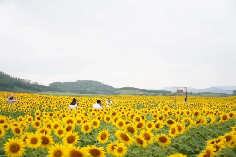 응에안성 해바라기 밭 만개…하루 수백명 찾는 명소로