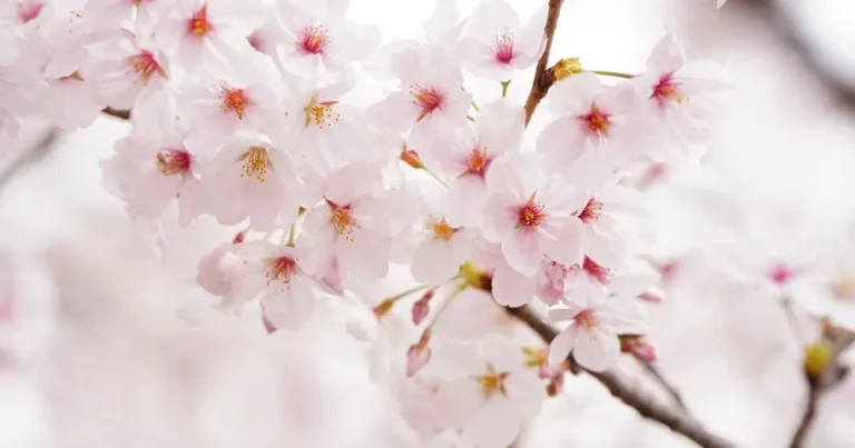 일본 신설 중학교 이름에 반발