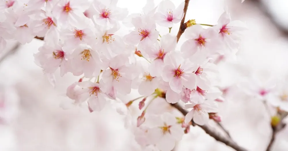 일본 신설 중학교 이름에 반발