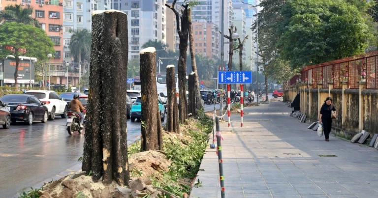 하노이, 교통 체증 해소 위해 나무 이전하고 차도 확장