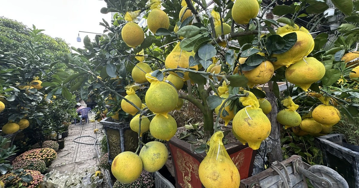 호찌민, 조기 설맞이 화훼시장 활성화