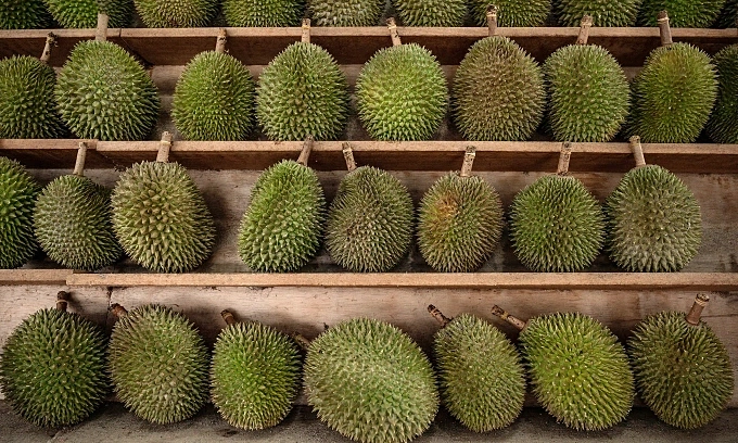 말레이시아 두리안 가격 급락: 무상킹(Musang King) 1kg당 2.4달러로 하락
