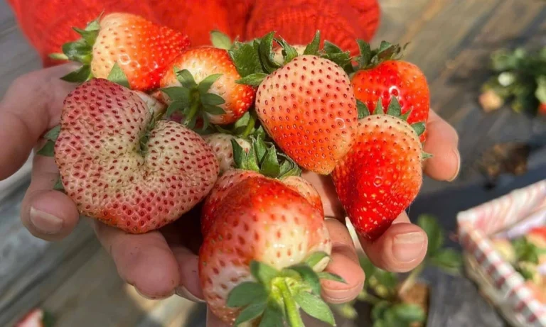 목쩌우 설 연휴 3일 일정 추천