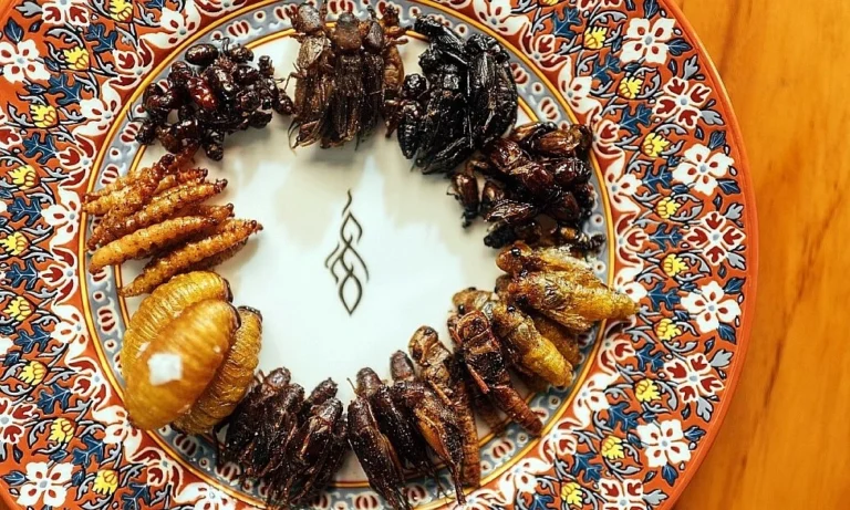 미슐랭 셰프, 곤충 요리 권장