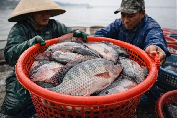 베트남, 대미 틸라피아 수출 급증