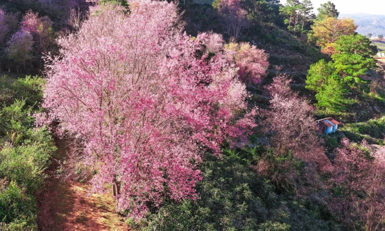 베트남 새해 연휴 첫날, 하장·사파는 혼잡…달랏은 한산