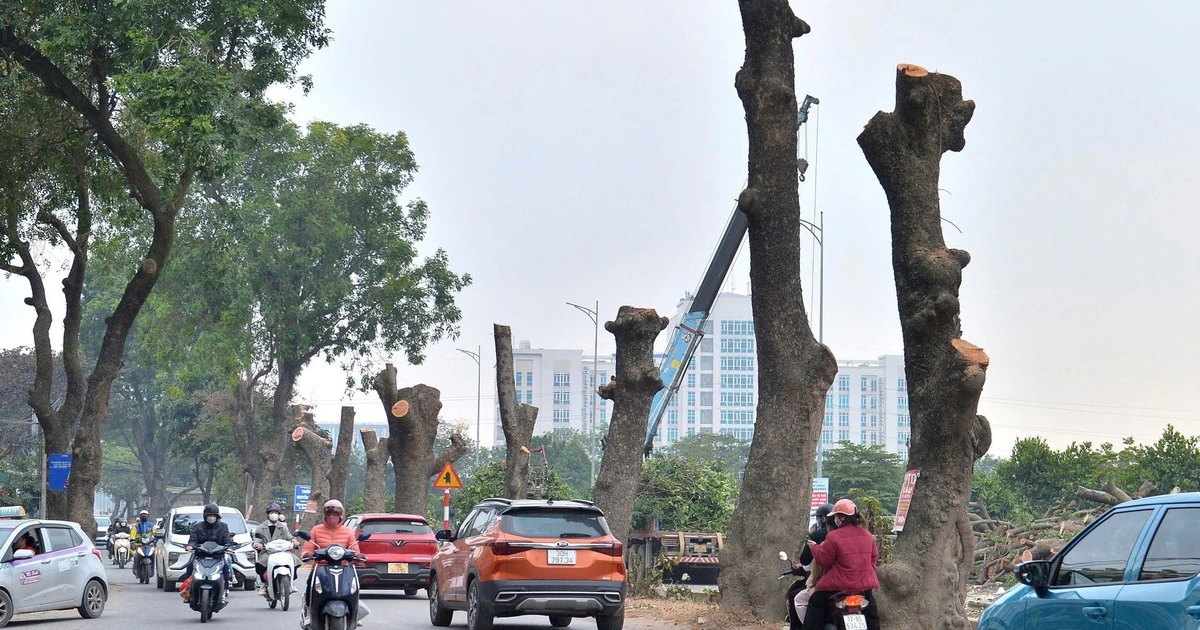 하노이시 70번 도로 고목 자귀나무 가로수, 벌목·이식 작업 착수