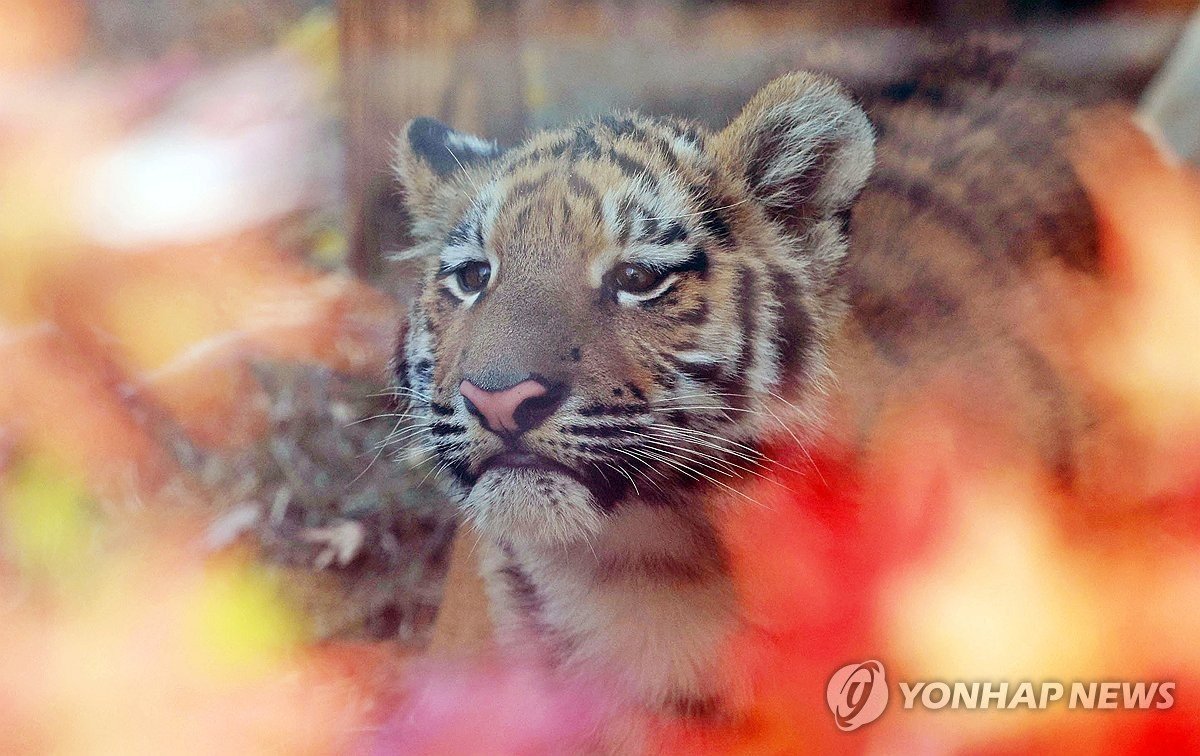 일제 때 사라진 백두산호랑이, 동북아 6국 복원 나선다