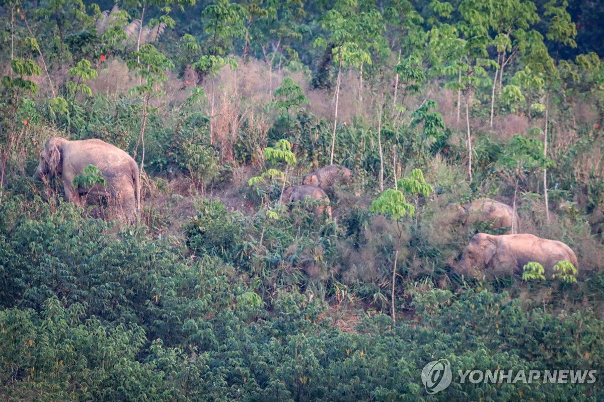 태국 국립공원 코끼리 공격으로 관광객 사망