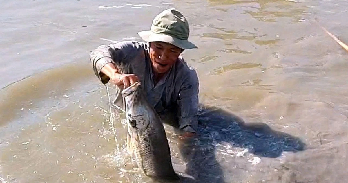 까마우 '새우-물고기' 복합 양식장 대박… 뗏 앞두고 '거대 물고기'에 농민들 함박웃음