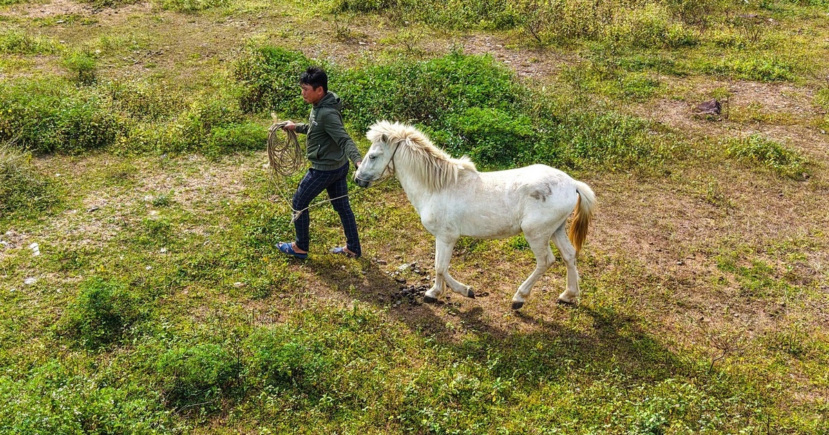 꽝응아이(Quảng Ngãi) 해안가 천마산 아래서 20년째 '백마' 키우는 가족