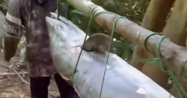 다낭 손짜 반도서 63kg '초대형 삼치' 포획… 1시간 사투 끝에 낚아