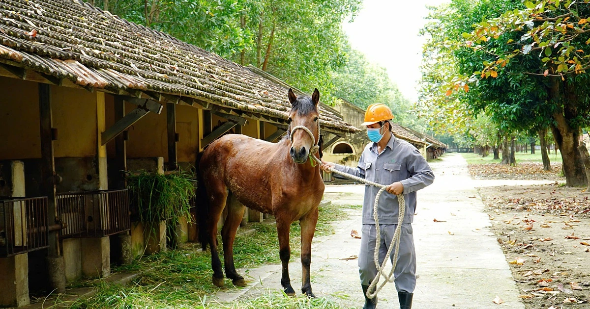 사람 살리는 혈청 만드는 말 목장… 베트남 유일의 거대 시설 눈길