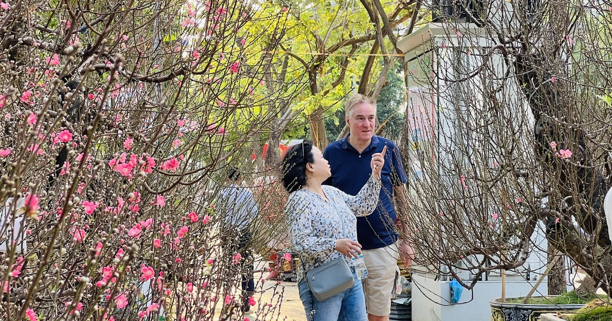 호찌민 도심 한복판에 '정원 직송' 복숭아꽃 시장 열려… 한 그루에 2,000만 동 육박