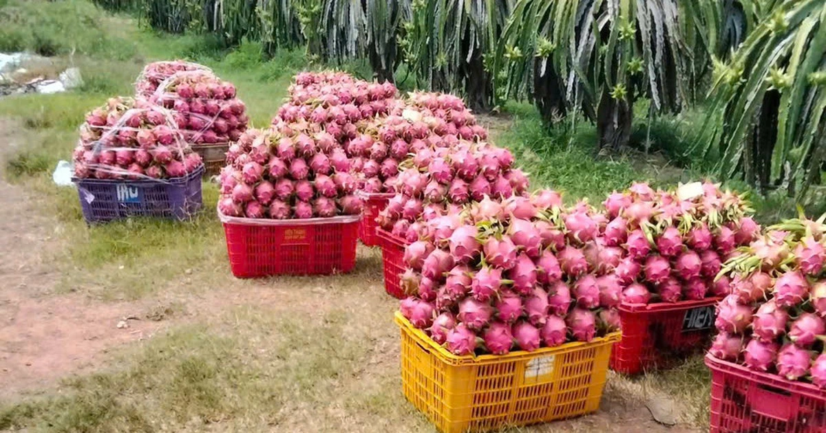 EU, 베트남산 패션프루트·용과 잔류농약 감시 강화…수출 '비상'