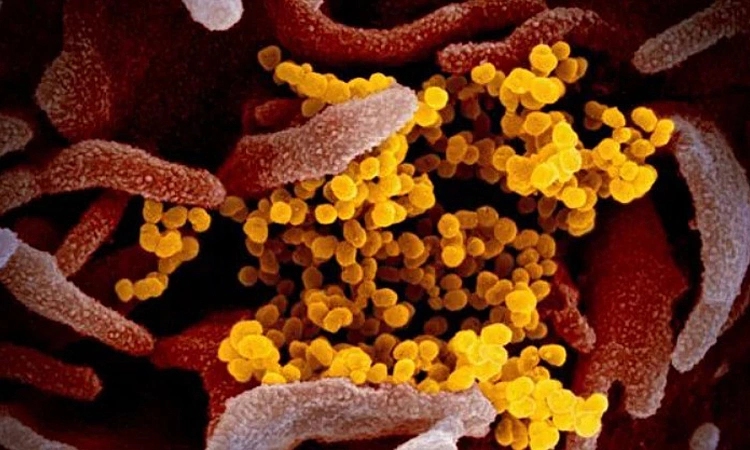 '슈퍼 변이' 코로나19 '매미' 변이 미국 확산… 위중증 위험은 낮아