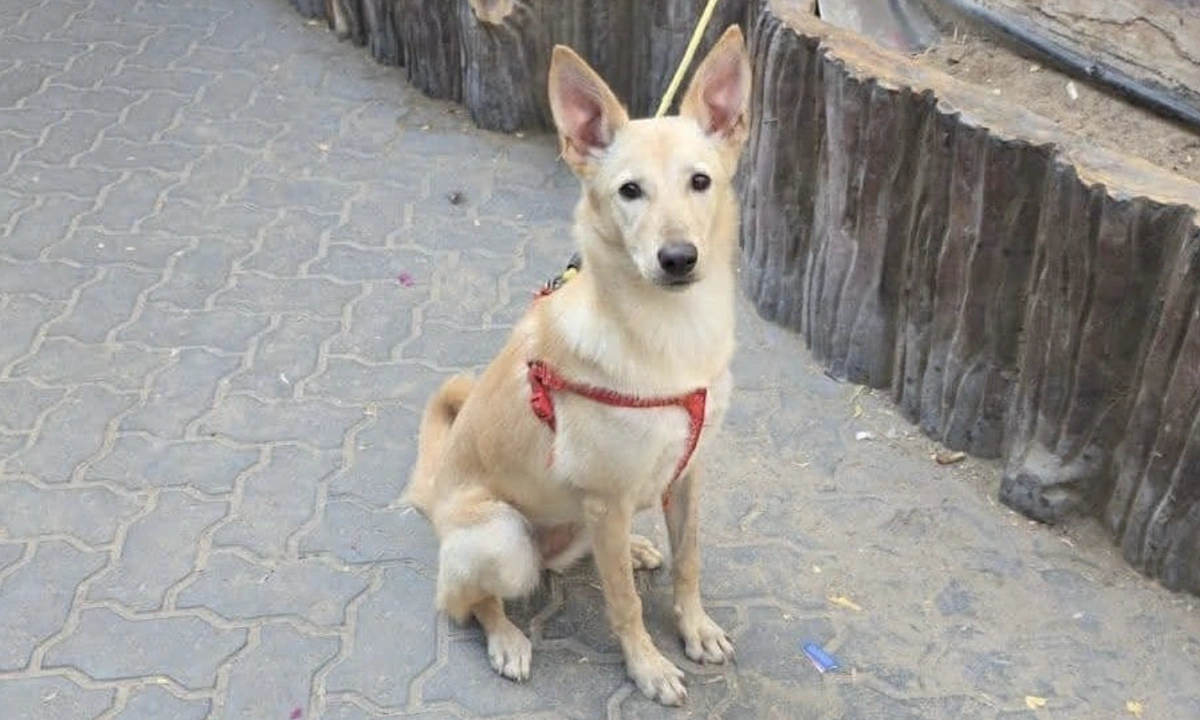 중동 분쟁에 두바이 ‘반려동물 유기’ 대란… 탈출 인파에 버려진 생명들