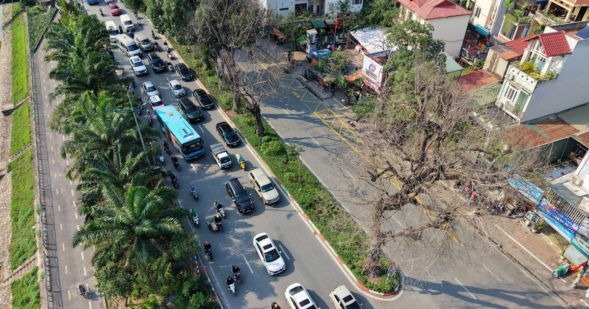 하노이 랑 거리 가로수’… 원인 불명 고사에 시민 불안