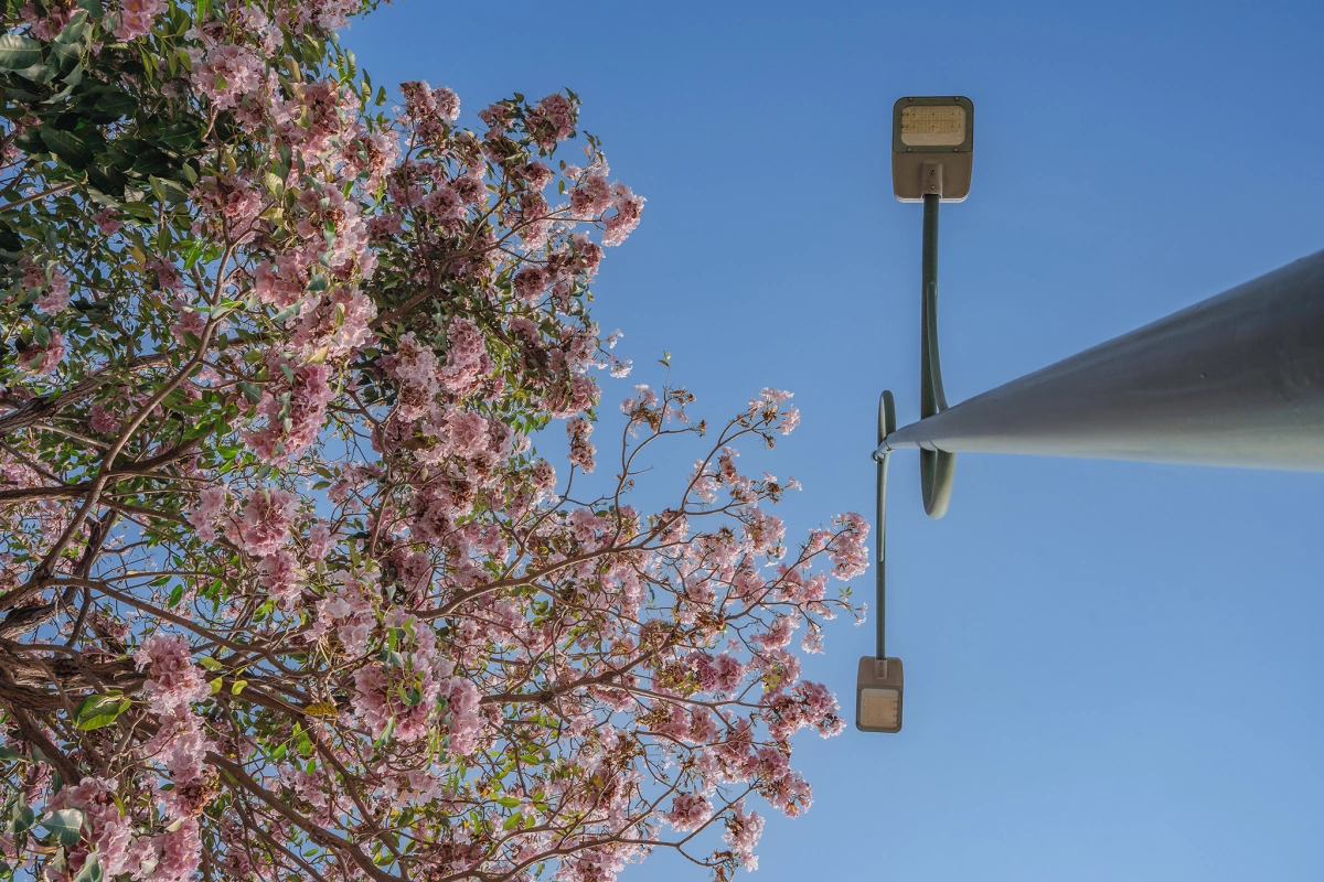 호찌민 도심 물들인 ‘분홍빛 향연’… 타베부이아 로제아 만개
