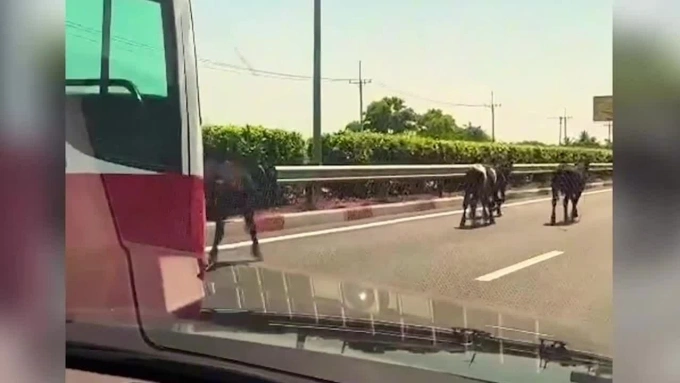 호찌민-롱탄 고속도로에 소 떼 출몰… 공항 가는 길 가슴 쓸어내린 운전자들