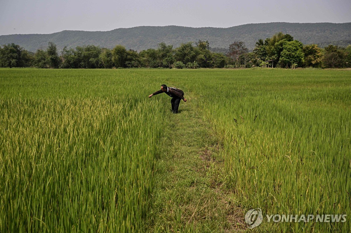 동남아 쌀값도 전쟁 여파로 급등…