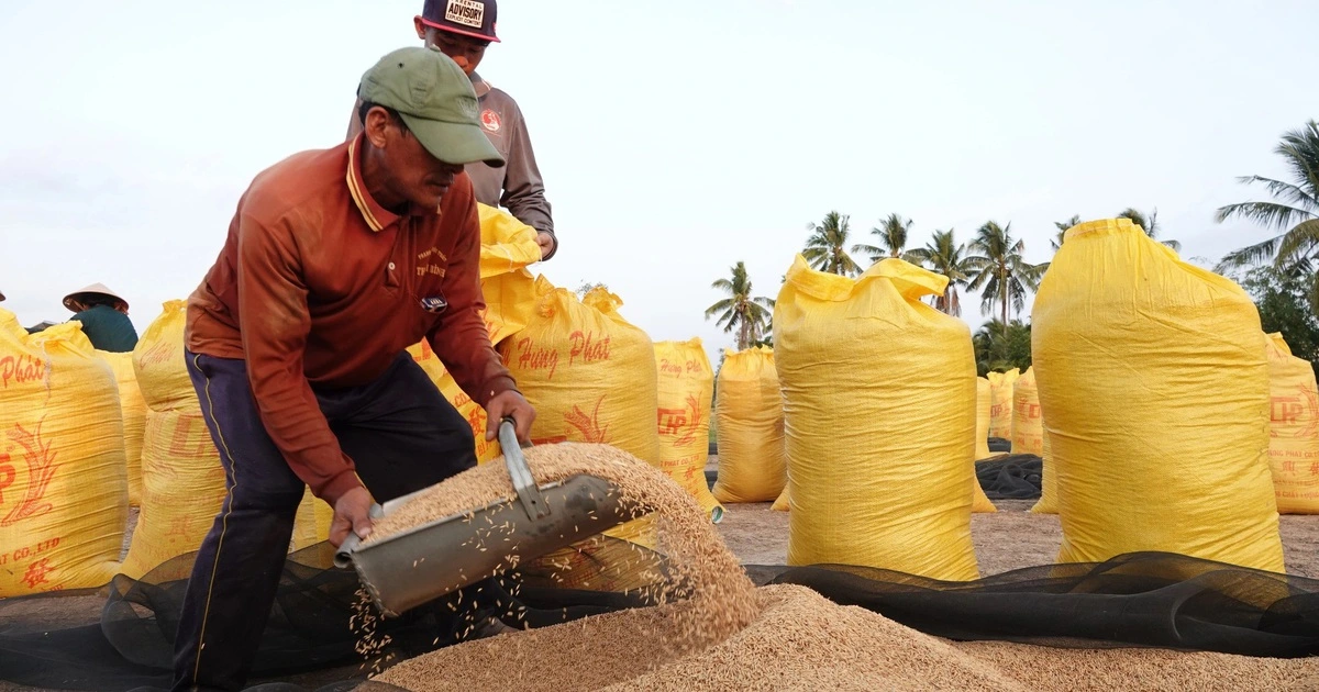 ‘금값’ 된 쌀값에 웃지 못하는 베트남 농민들… 비룟값·기름값 폭등에 ‘빛 좋은 개살구’