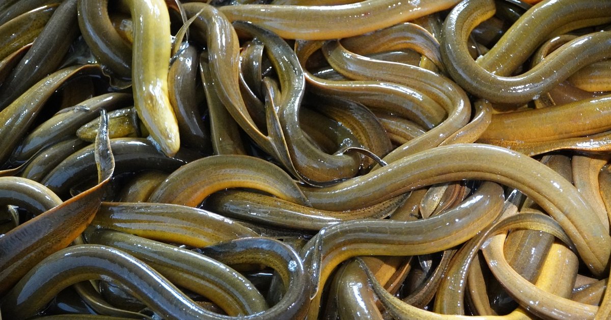 ‘살려달라’ 아우성치는 4,000톤의 장어들… 껀터시, 출로 찾기 위해 ‘다각도 판로’ 총력전