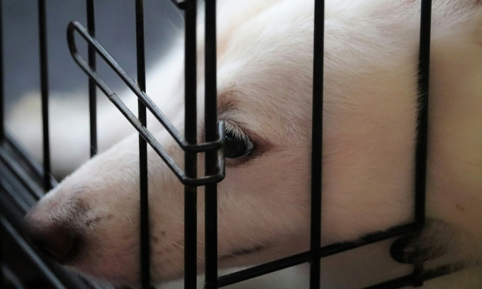 말레이시아발 반려동물 60마리 밀수 주도한 싱가포르 남성 기소... 124개 혐의 적용