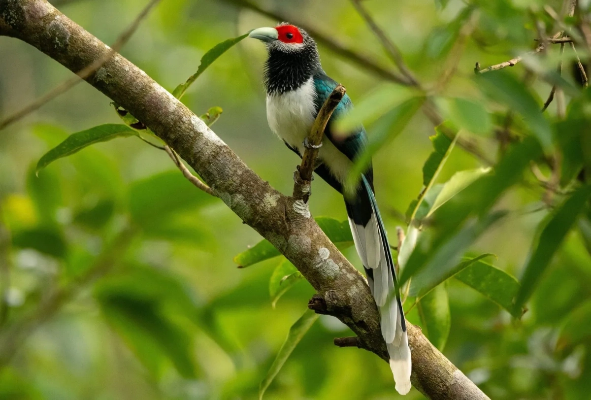 베트남 후에, 세계 10대 '탐조 관광 명소' 선정... 미국 CN 트래블러 발표
