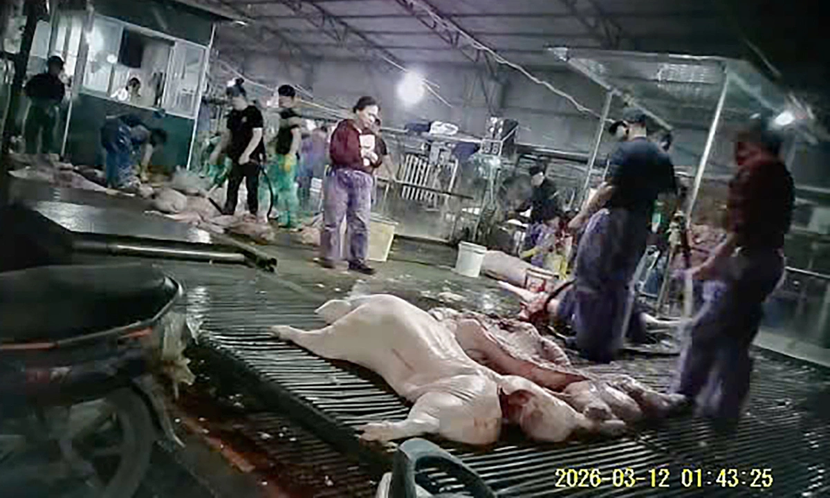 상인으로 변장한 경찰, 30일간 도축장 잠입... '병든 돼지' 유통 조직 일망타진