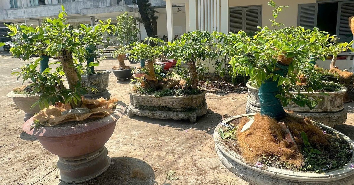 콘다오 황금매화 42그루 압수 사건: 임산물 서류 증명은 언제 필요한가?