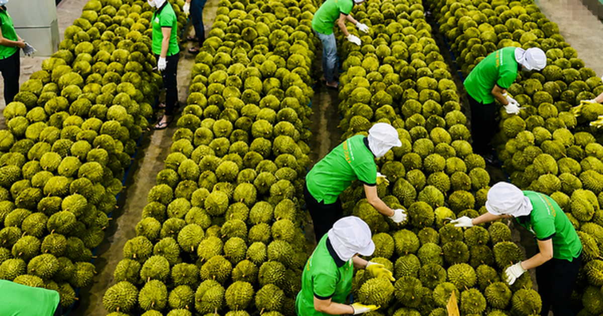 베트남 두리안, 인도 수출길 넓어진다… 검역 조건 전격 완화 예고