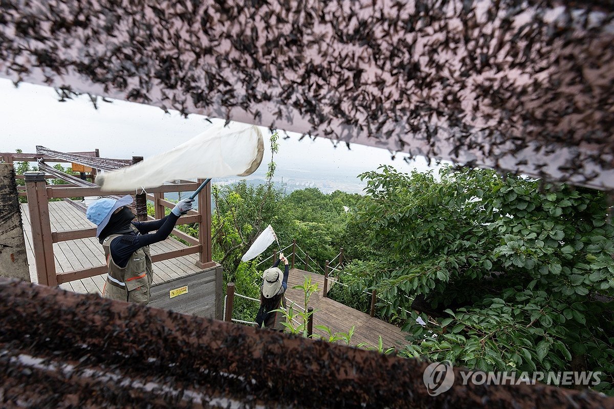 '미운 익충' 러브버그, 올해도 귀환…방제 딜레마