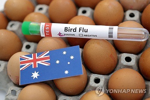 호주 본토 첫 H5N1 조류인플루엔자 확진…당국 확산 차단 총력