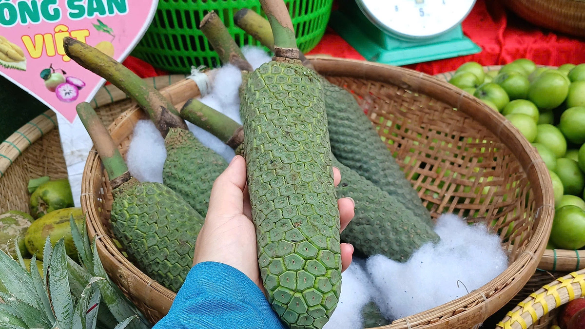 먹방 트렌드로 주목받는 몬스테라 열매, 개당 최대 38만 동