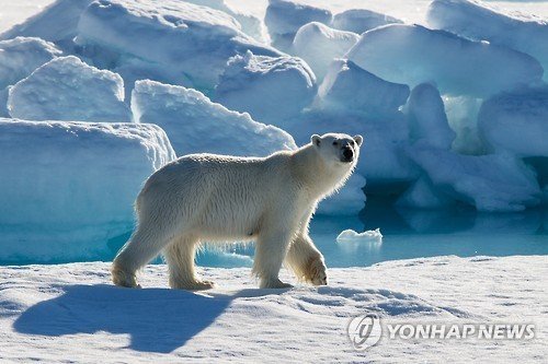 노르웨이 스발바르 제도, 북극곰 잠 깨운 관광객에 750만원 과태료
