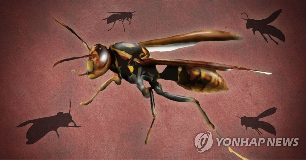 보령 캠핑장서 말벌에 일가족 등 7명 쏘여 병원 이송