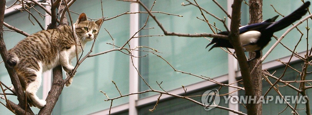 새 보호 vs 길고양이 공존…'새파·묘파' 갈등 재점화