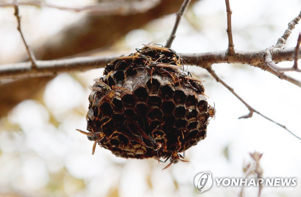 울산소방본부, 벌 쏘임 사고 예방 대응 나서