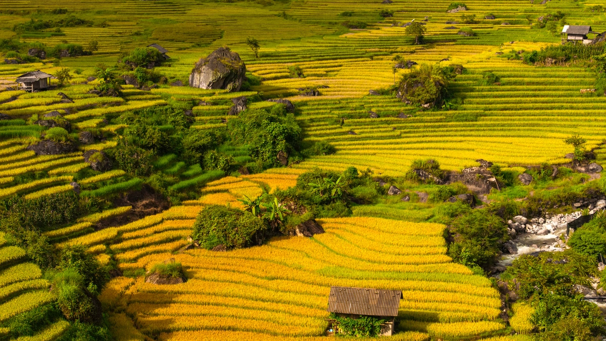 베트남 Nậm Cang, 황금빛 벼 수확철 절경