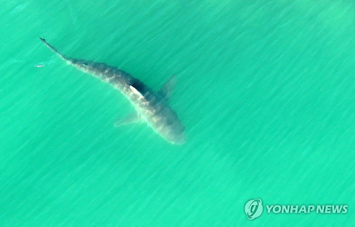 부산 상어 '부캉이' 몸에 상처…수과원 건강 모니터링 중