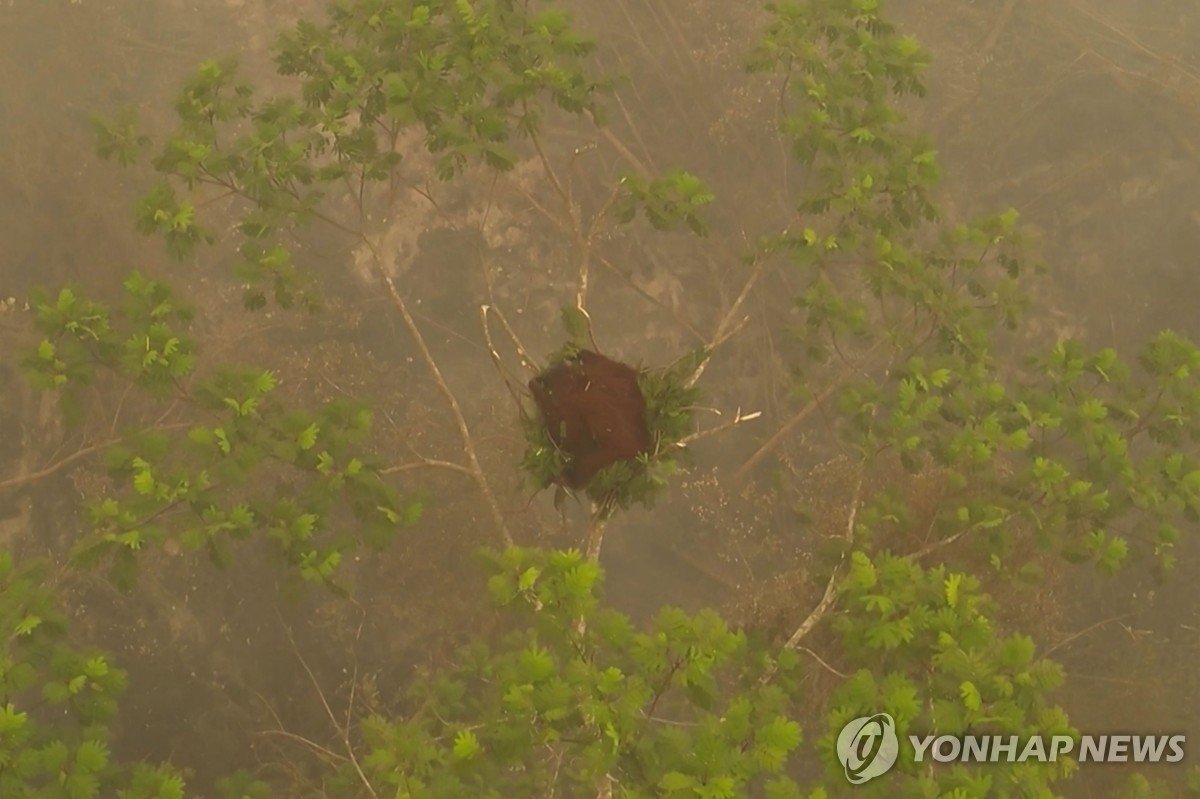 인니 산불로 멸종위기종 오랑우탄도 생존 위협…구조 노력