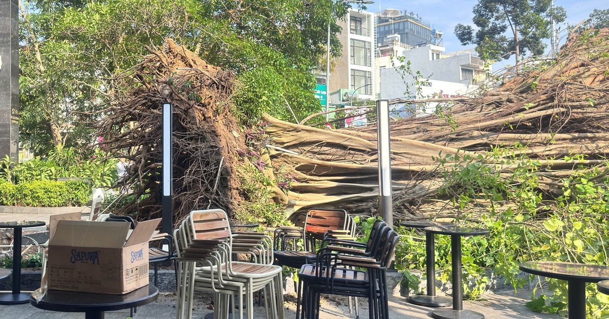 호찌민 연이은 가로수 전도 사고…건설국 공식 입장 발표